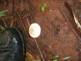 coleta1601087kt1.jpg