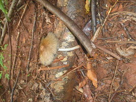 coleta1601086lw0.jpg