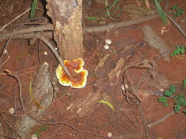 coleta1401081wt9.jpg