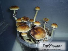 teonanacatl11.jpg