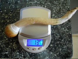 DSCN2363.JPG