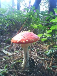 ogaaabplkaif71mve8gy2cm.jpg