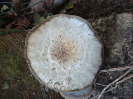 mushroomshere1.jpg