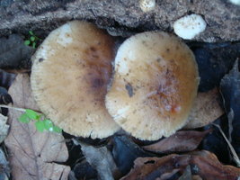 mushroomshere.jpg