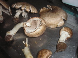 cogus003uk0.jpg
