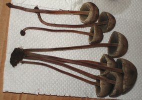 panasecandoit8.jpg