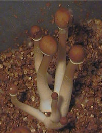 tequila-spikes01.jpg