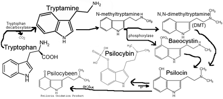 011967782-Psilocybeen_Pathway.png