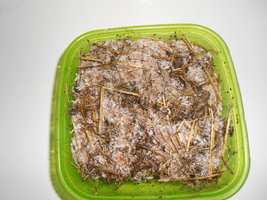 DSCN2413.JPG