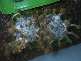 100_6271.jpg