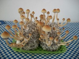 100_6272.jpg