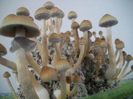 100_6282.jpg