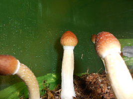 DSCN2430.JPG