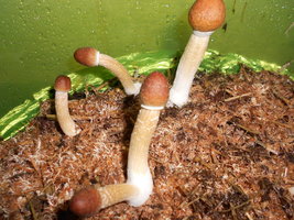 DSCN2432.JPG