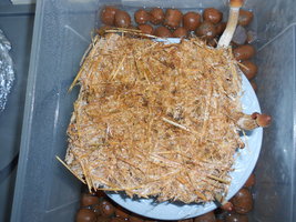 DSCN2436.JPG