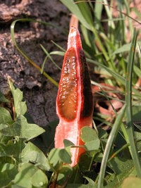 768px-Lysurus_mokusin.jpg