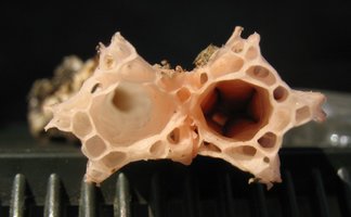1024px-Lysurus_mokusin_broken.jpg