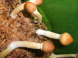 DSCN2441.JPG