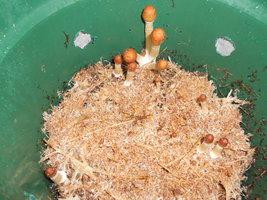 DSCN2454.JPG