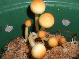 DSCN2462.JPG