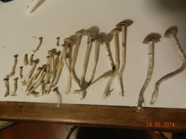 DSCN3250.JPG