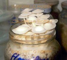 Flammulina.jpg