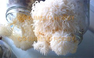Hericium_1.jpg