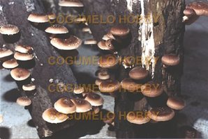 Shiitake.jpg