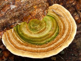 fungi1.jpg