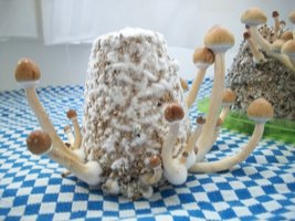 100_6291.jpg