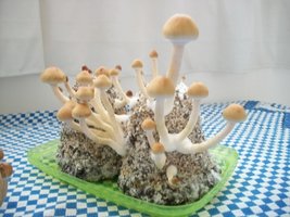 100_6296.jpg