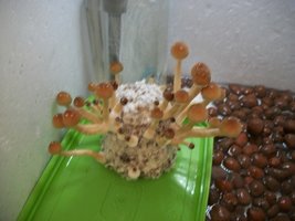 100_6287.jpg