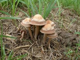 203-Panaeolus_cinctulus.jpg