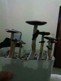 IMG_20130703_013833.jpg