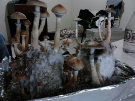 IMG00089.jpg