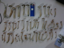 IMG00092.jpg