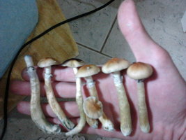 IMG00093.jpg