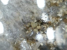 bolo3_cont1_170x_1.jpg