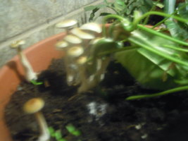 DSCN3349.JPG