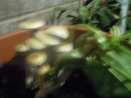 DSCN3350.JPG