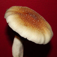 thai-mystery01.jpg