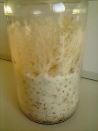 agaricus.jpg
