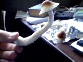 545918782-Guadalajara_TheMan420_Shroomery.jpg