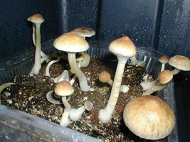 545918819-Gulf_Coast_REAL_SPELLING_Drenkhahn_Shroomery.jpg