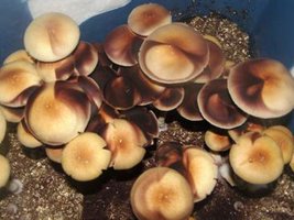 546578961-Thai_Mystery_Ralphster_Shroomery.jpg