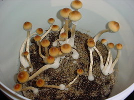 546579060-US_Virgin_Islander_Joshua_Shroomery.jpg
