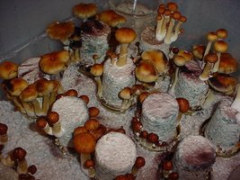 Acadian Coast Roadkill Shroomery 833087838-AC001.jpg
