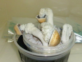 Penis Envy 33.JPG