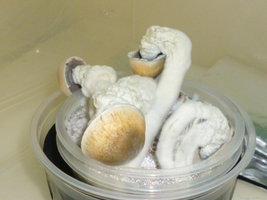 Penis Envy 34.JPG