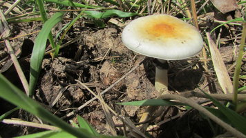 IMG_1595.JPG